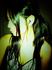 death_wife