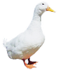 ankka
