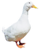 ankka