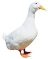 ankka