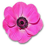 ǂ