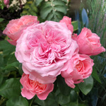 happy_beauty_rose