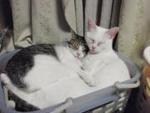 haldy_cat