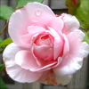 evelyn-rose