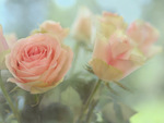 Whiterose88