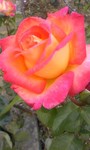 Dianne