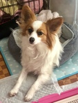 傹傹