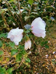 neo35