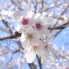 koharun.