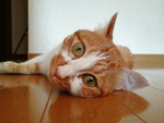 :::݂:::