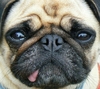 HALCA