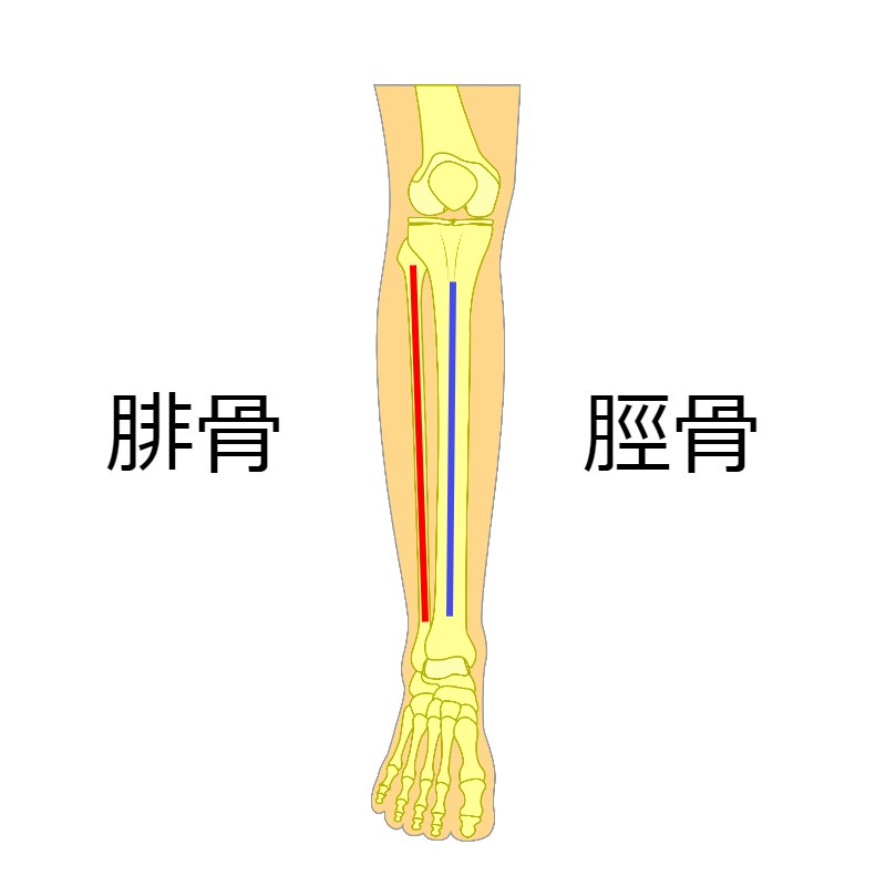 毎日コツコツ続けよう O脚改善へむけた 脚のねじれ取りストレッチ エクササイズ